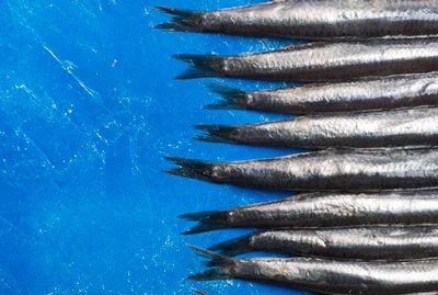 Collioure fête l’anchois